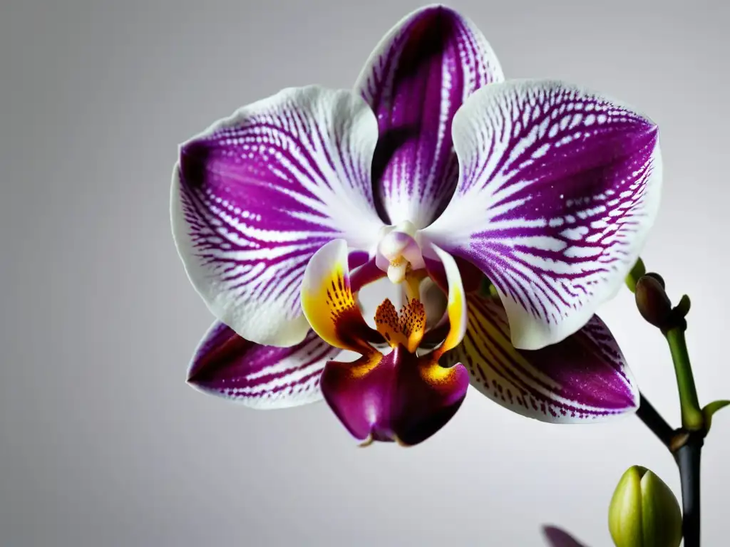 Detalle de una exquisita flor de orquídea en un fondo blanco, resaltando su belleza con técnicas avanzadas para aclimatar orquídeas en casa