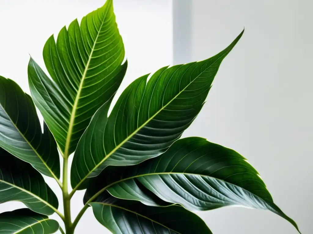 Detalle exquisito de una planta de interior verde y frondosa sobre fondo blanco, evocando tranquilidad y elegancia