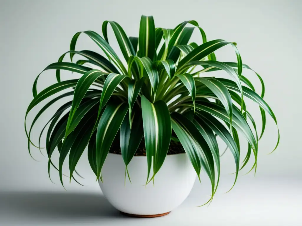 Detalle exquisito de una planta araña verde exuberante resaltando sus beneficios para la salud en interiores