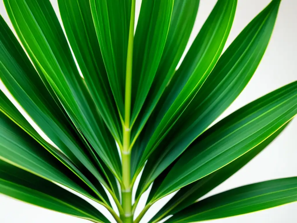 Detalle de exuberante Dracaena Marginata en interior, con hojas verdes y textura elegante sobre fondo neutro