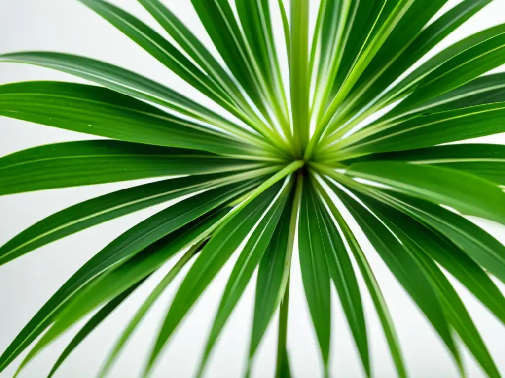 Detalle de una exuberante planta araña (Chlorophytum comosum) en un fondo blanco