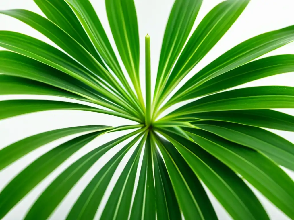 Detalle de una exuberante planta de araña (Chlorophytum comosum) en un fondo blanco