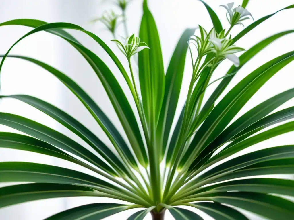 Detalle de la exuberante planta araña (Chlorophytum comosum) con hojas arqueadas y flores blancas, iluminada por suave luz solar