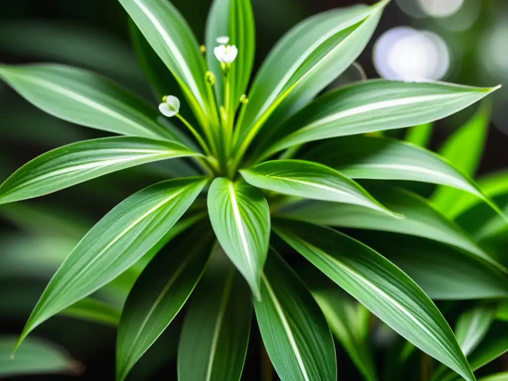 Detalle de una exuberante planta araña (Chlorophytum comosum) con delicadas hojas arqueadas y flores blancas