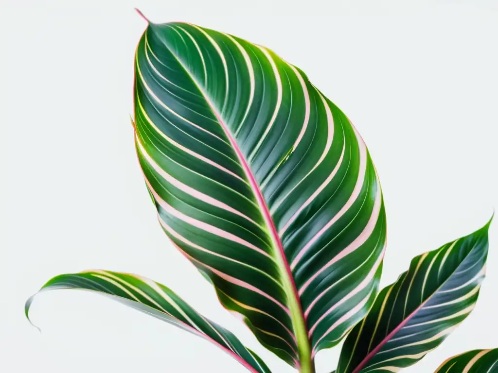 Detalle de la exuberante planta de calathea ornata en un elegante y minimalista fondo blanco