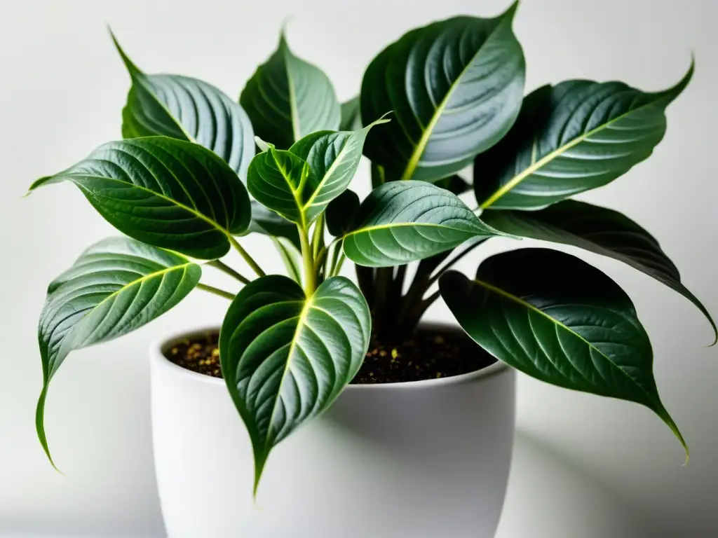 Detalle de una exuberante planta de interior con hojas delicadas y variadas, bañada por la luz del sol