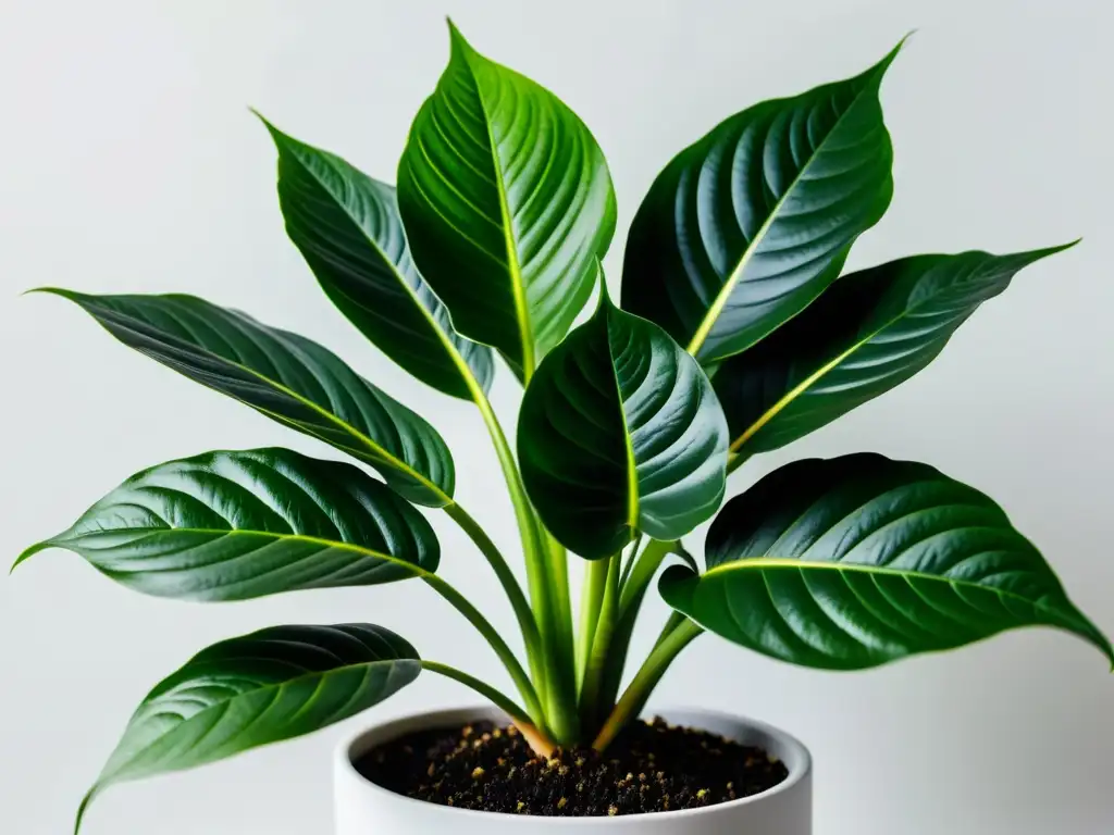 Detalle de exuberante planta de interior en maceta moderna, resaltando su belleza natural