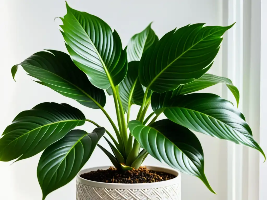 Detalle de una exuberante planta de interior en maceta blanca, mostrando los beneficios de cenizas para plantas de interior