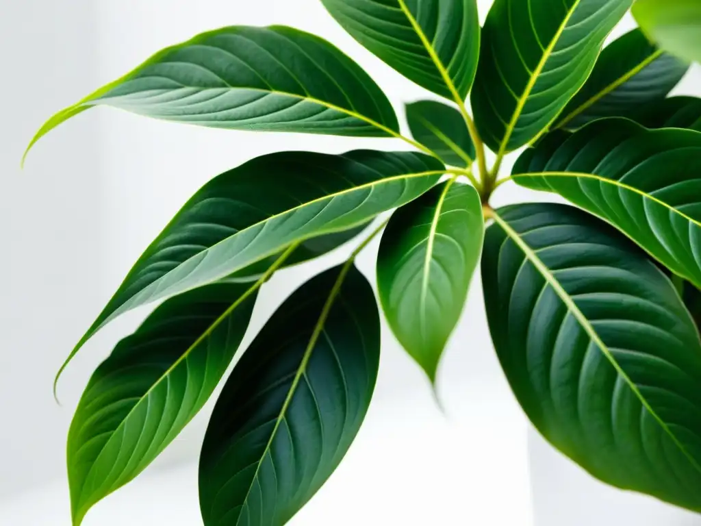 Detalle de una exuberante planta de interior con hojas vibrantes y sanas frente a un fondo blanco limpio, destacando su recuperación y resiliencia