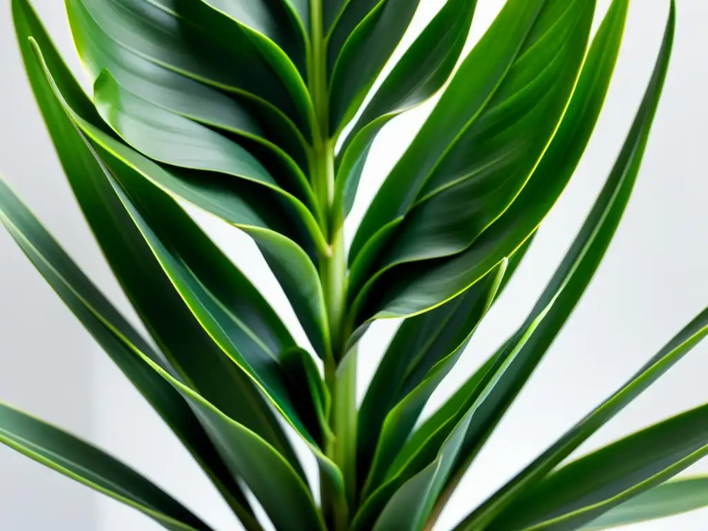 Detalle de exuberante planta de interior para oficinas tranquilas, resaltando su belleza y serenidad