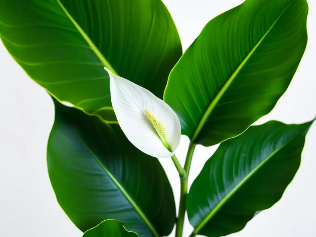 Detalle de una exuberante planta lirio de la paz verde sobre fondo blanco, mostrando la belleza natural de las plantas de interior en casa