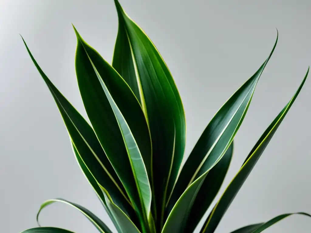 Detalle de una exuberante planta de serpiente en maceta moderna, evocando sofisticación y limpieza