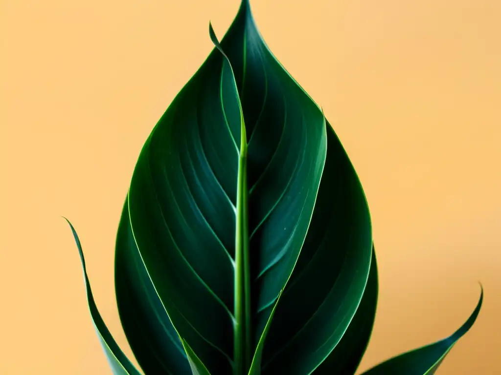 Detalle de la exuberante Sansevieria Starfish cuidados en un fondo neutro, resaltando su belleza y elegancia minimalista