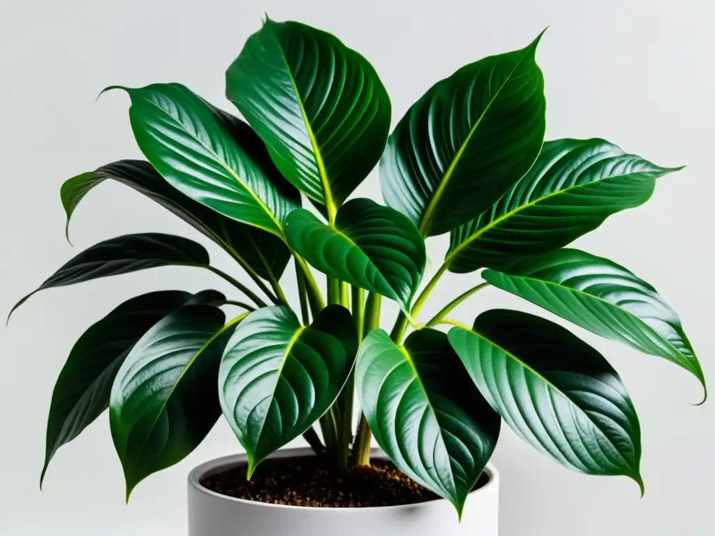 Detalle fascinante de una planta de interior verde y exuberante en maceta moderna, resaltando su belleza natural