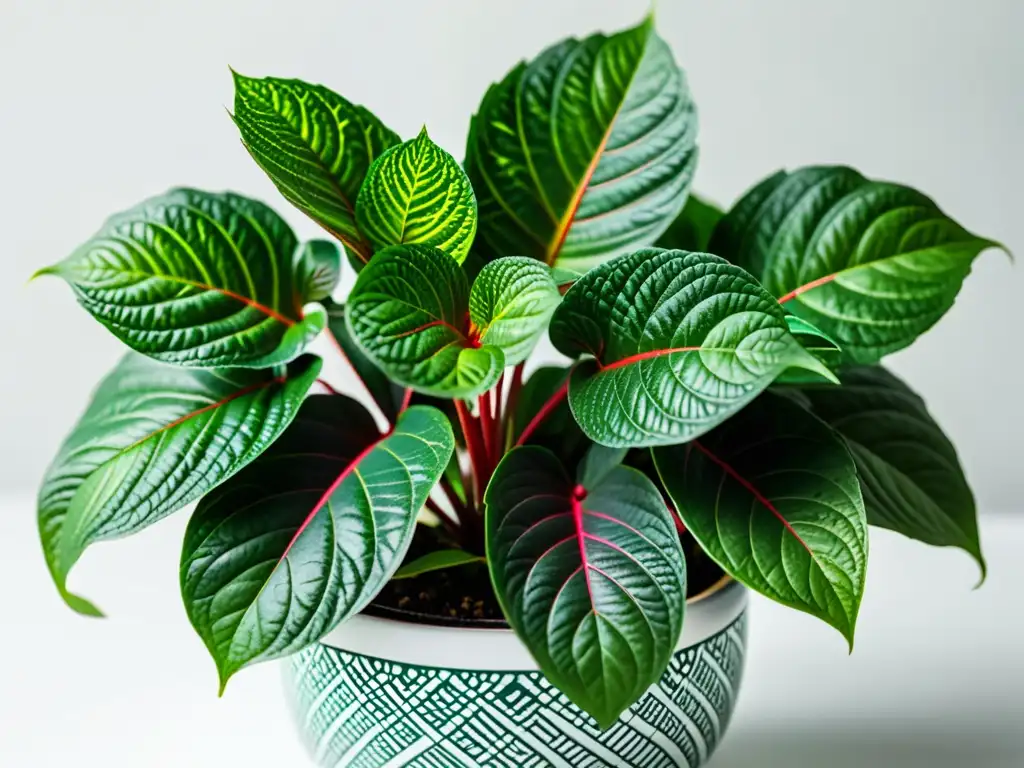 Detalle de Fittonia en maceta moderna sobre fondo blanco