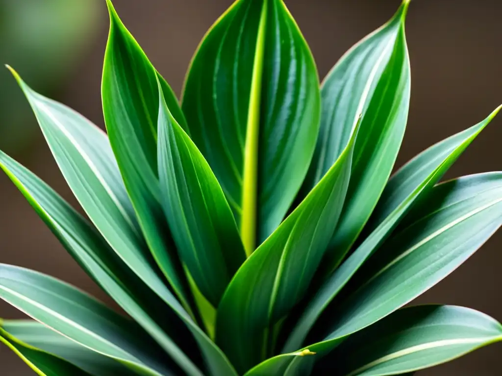 Detalle de la Sansevieria 'Starfish' resaltando su forma estrellada y follaje suculento