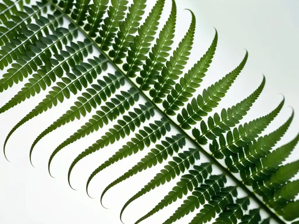 Fotografía de jardines de interior: Detalle de helecho verde desplegándose en fondo blanco, creando una atmósfera de serenidad y armonía