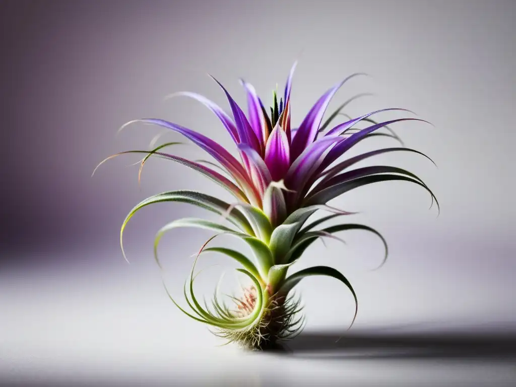 Detalle de una hermosa orquídea aérea en flor, con pétalos rosados y morados en contraste con un fondo blanco