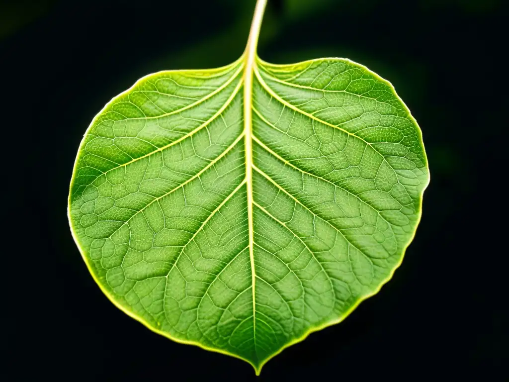 Detalle de una hoja verde exuberante en contraste con un fondo oscuro, destacando la fotosíntesis