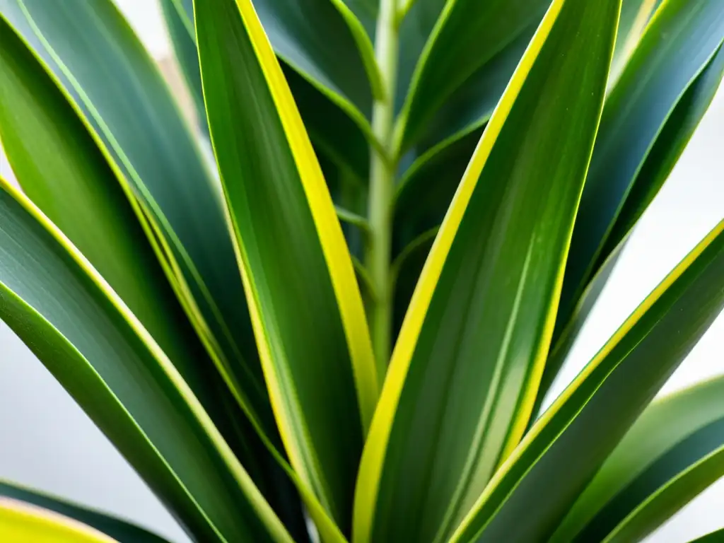 Detalle de hojas variegadas de Sansevieria, planta con beneficios para purificar aire, iluminadas por la luz natural, creando una atmósfera serena