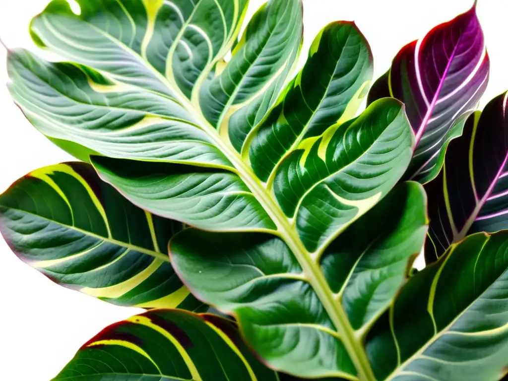 Detalle impresionante de una exótica planta del Himalaya para interiores con patrones de hojas vibrantes en verde, morado y rosa sobre fondo blanco