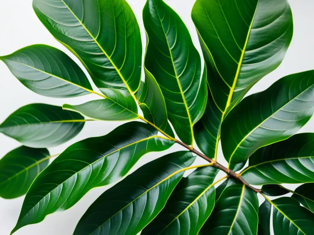 Detalle de planta Ficus benjamina en oficina tranquila, perfecta para plantas de interior en oficinas tranquilas