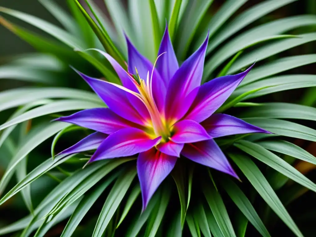 Detalle de floración en planta aérea tillandsia, con flores rosadas y púrpuras en medio de hojas verdes exuberantes