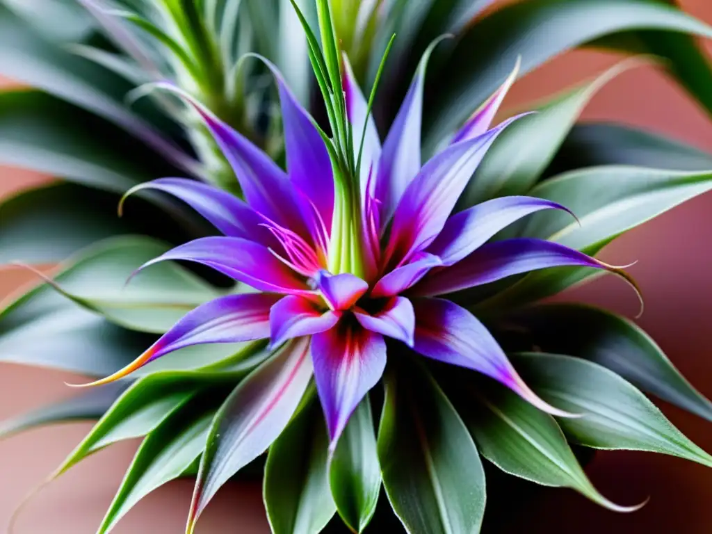 Detalle de planta aérea Tillandsia en floración, con delicadas flores moradas y rosadas