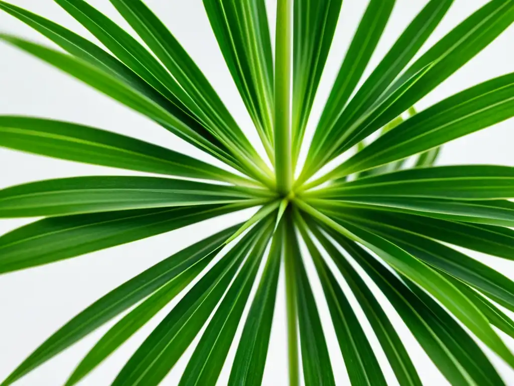 Detalle de planta araña (Chlorophytum comosum) en fondo blanco