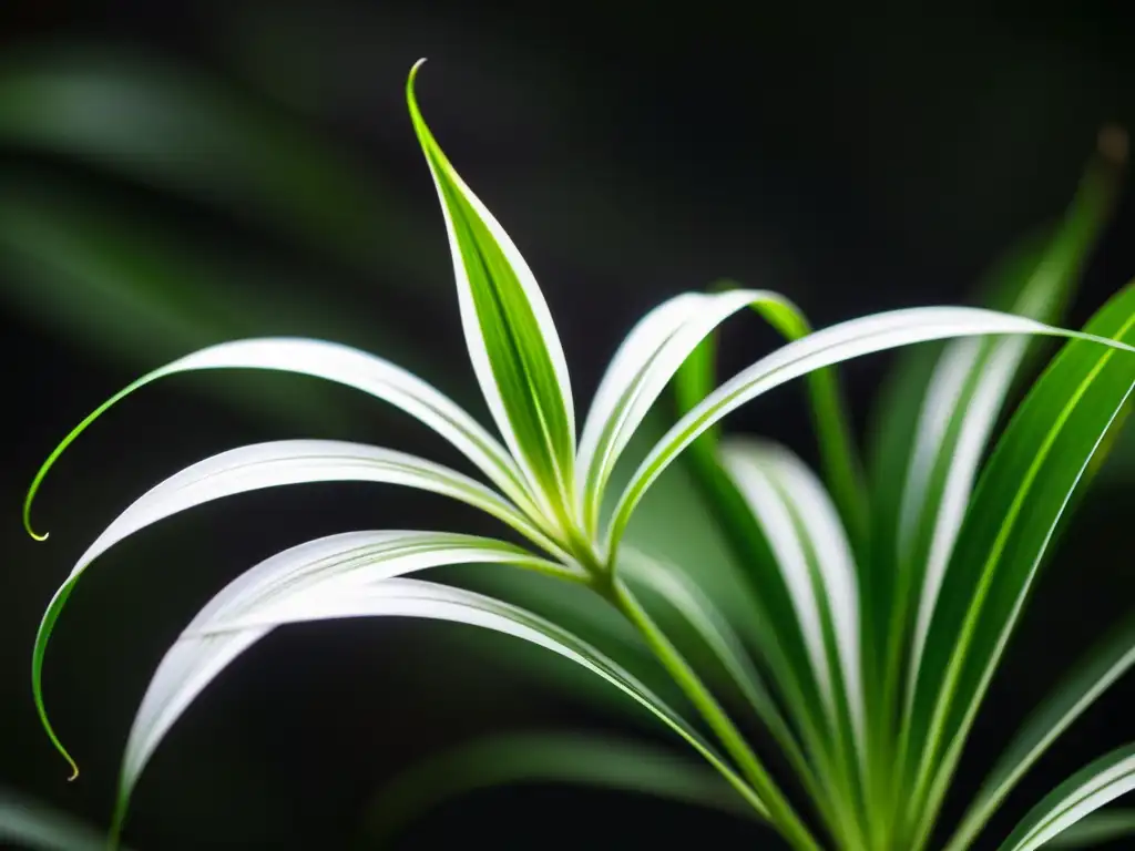 Detalle de una planta araña (Chlorophytum comosum) en luz natural, resaltando sus delicadas hojas arqueadas