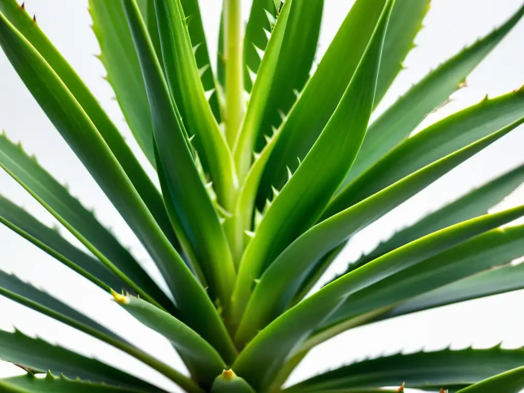 Detalle de planta de aloe vera con energía calmante y beneficios Feng Shui