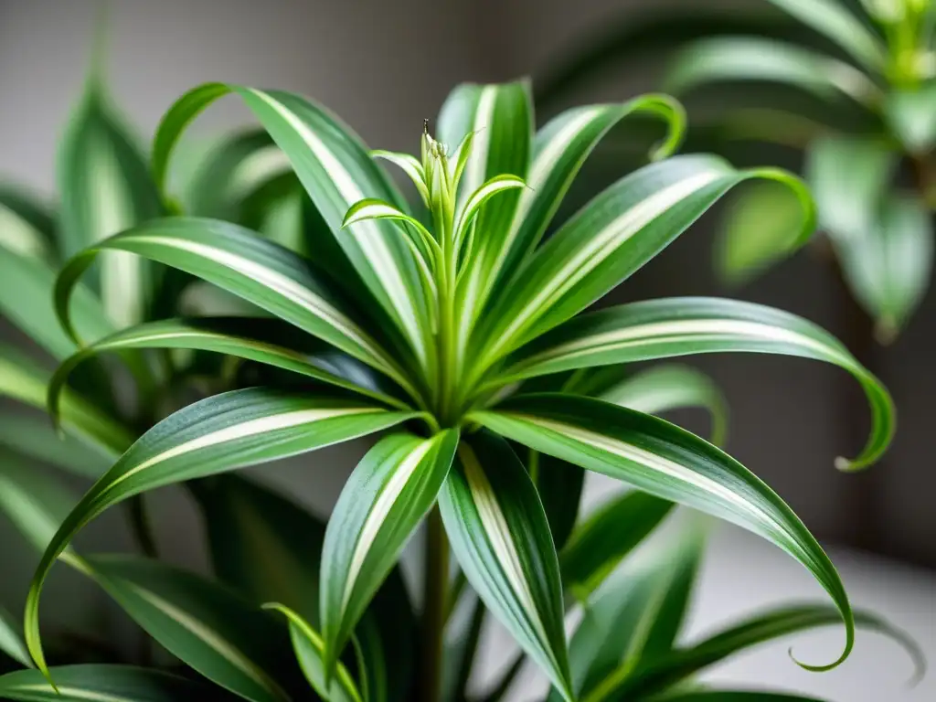 Detalle de planta araña con hojas verdes y variadas, bañadas en suave luz natural