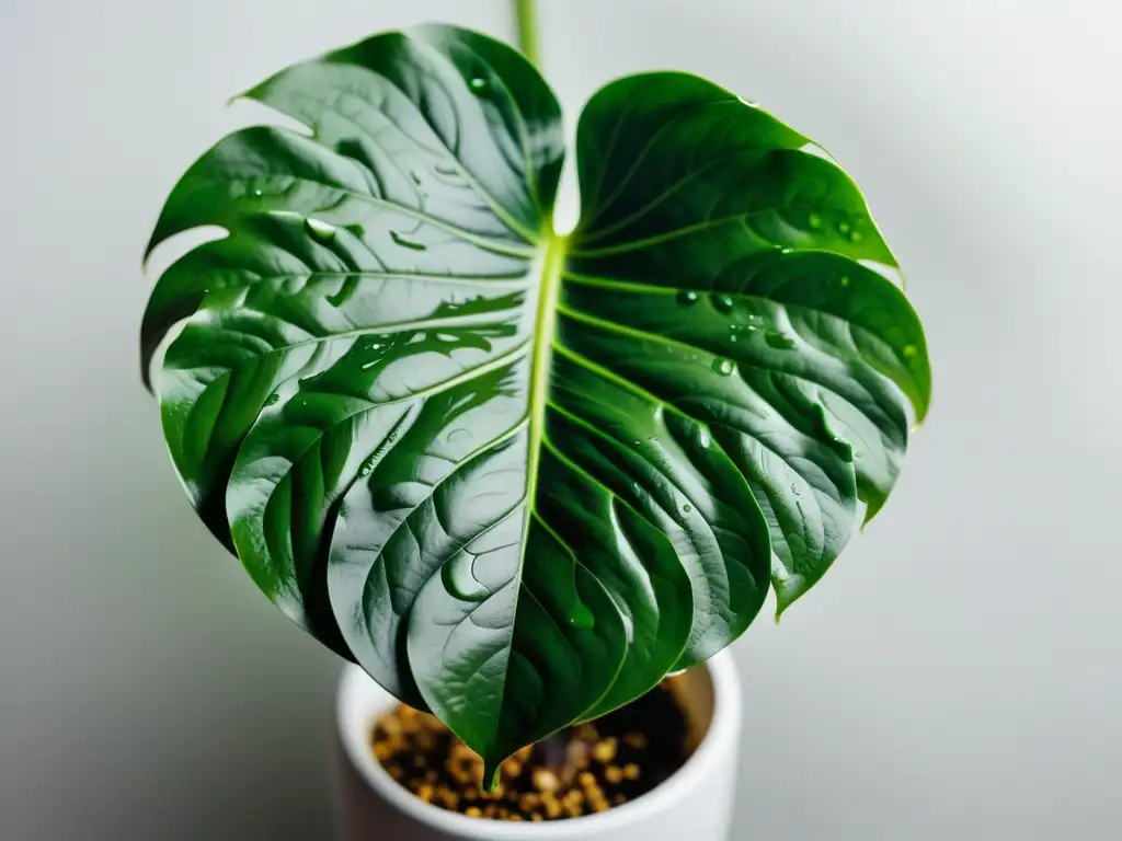 Detalle de planta de interior con agua en hojas, texturas y patrones vibrantes