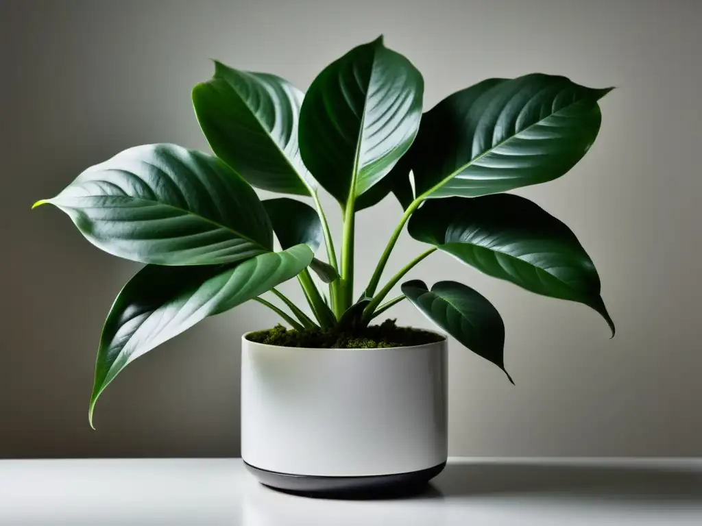 Detalle de planta de interior autolimpiable en maceta moderna, resaltando su belleza y facilidad de cuidado