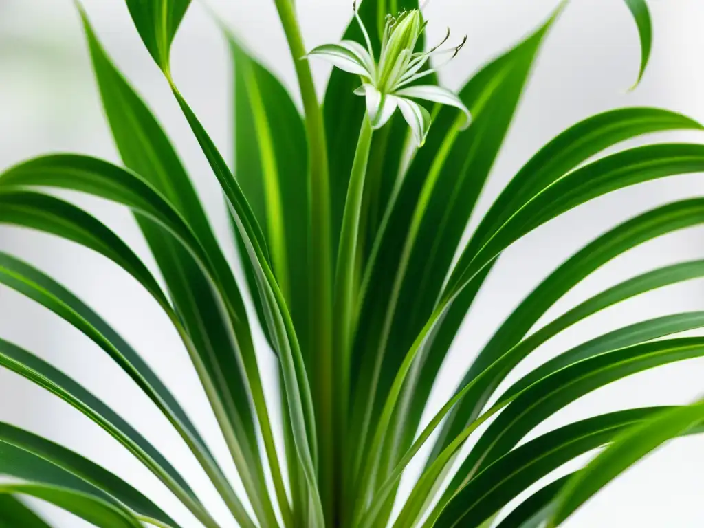 Detalle de planta de interior Chlorophytum comosum, con hojas verdes y flores blancas