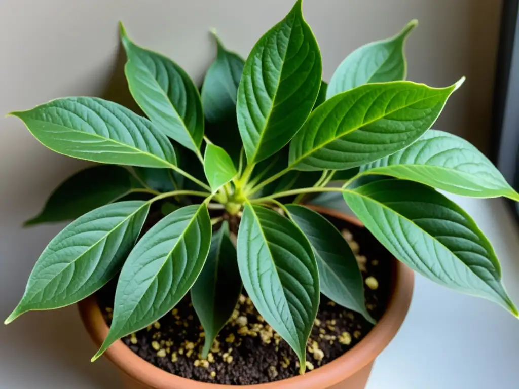 Detalle de planta de interior con hojas verdes vibrantes, pero con signos de deficiencias nutricionales