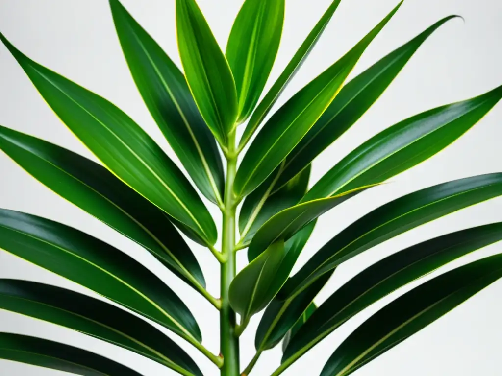 Detalle de planta Dracaena interior, con hojas verdes vibrantes y patrones intrincados