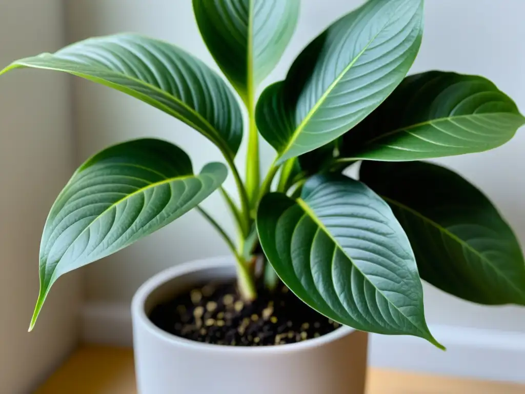 Detalle de planta de interior vibrante y saludable en maceta moderna, resaltando la importancia del mejor fertilizante para plantas de interior