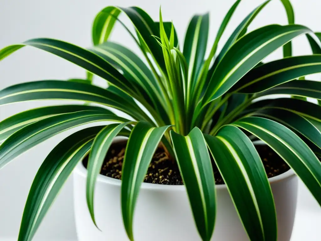 Detalle de planta de araña en maceta blanca, con hojas verdes y textura definida, evocando calma y beneficios de plantas de interior