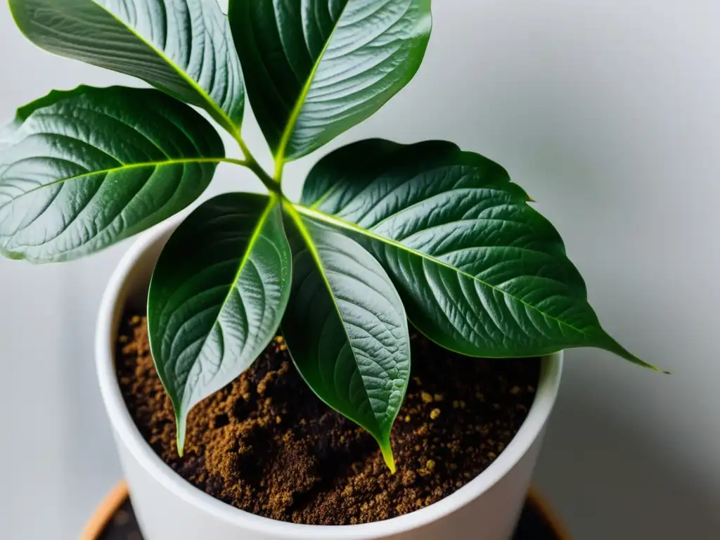 Detalle de planta de interior en maceta moderna con posos de café, resaltando beneficios para plantas de interior