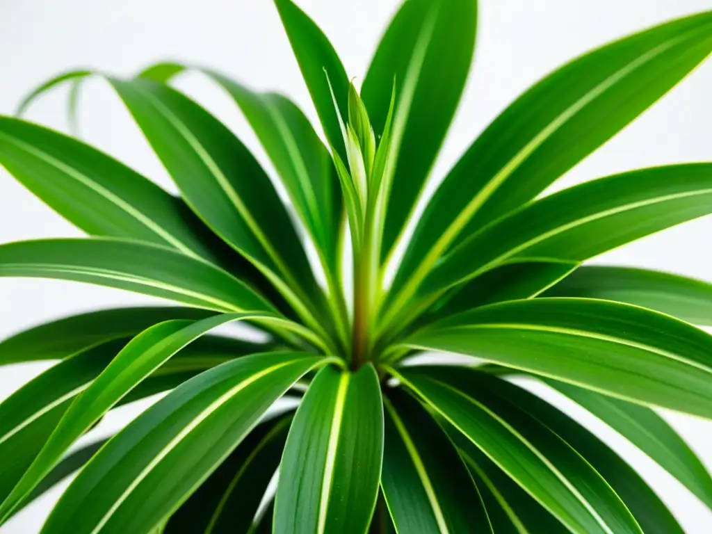 Detalle de una planta araña verde exuberante y vibrante en un fondo blanco, mostrando su belleza natural