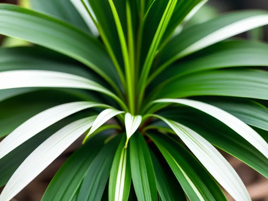 Detalle de planta araña verde exuberante, perfecta para oxigenar y embellecer espacios interiores