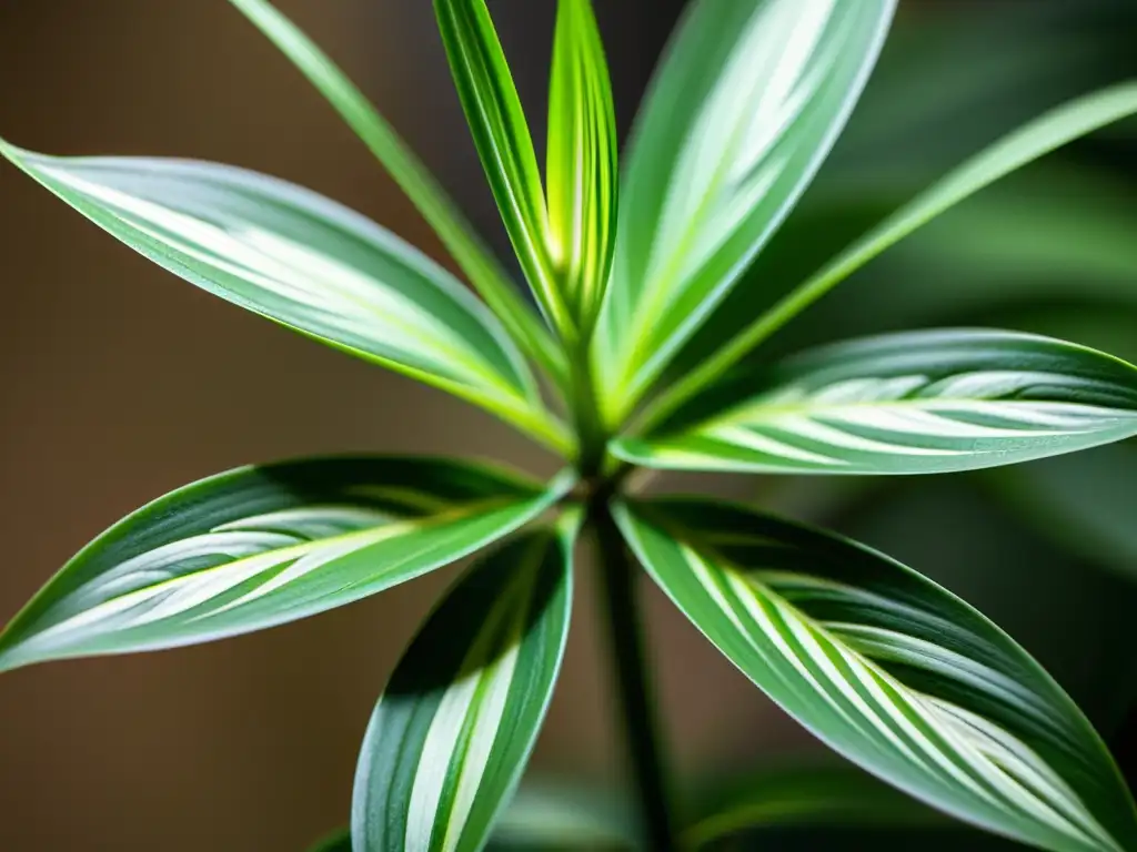 Detalle de planta de araña verde exuberante, con hojas delicadas y variadas desplegándose hacia la luz