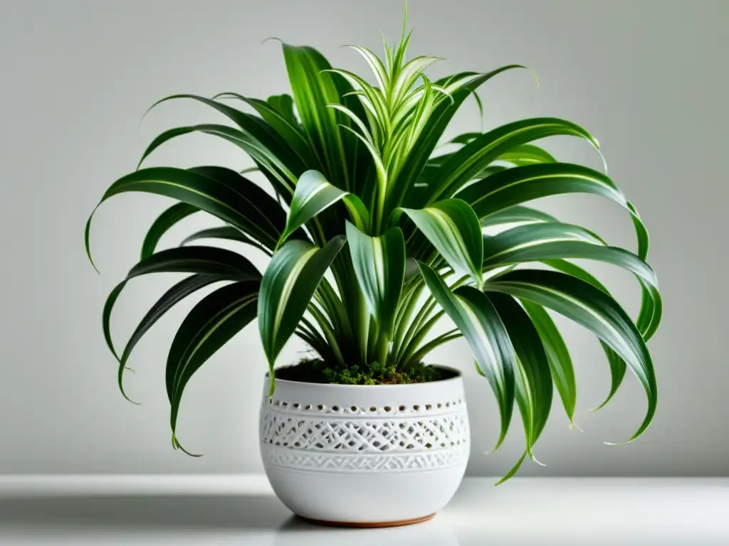 Detalle de una planta araña verde exuberante en maceta blanca, creando barreras naturales contra el ruido en interiores