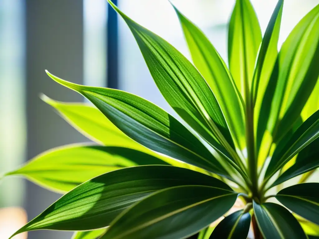 Detalle de una planta araña verde exuberante, iluminada por la luz natural