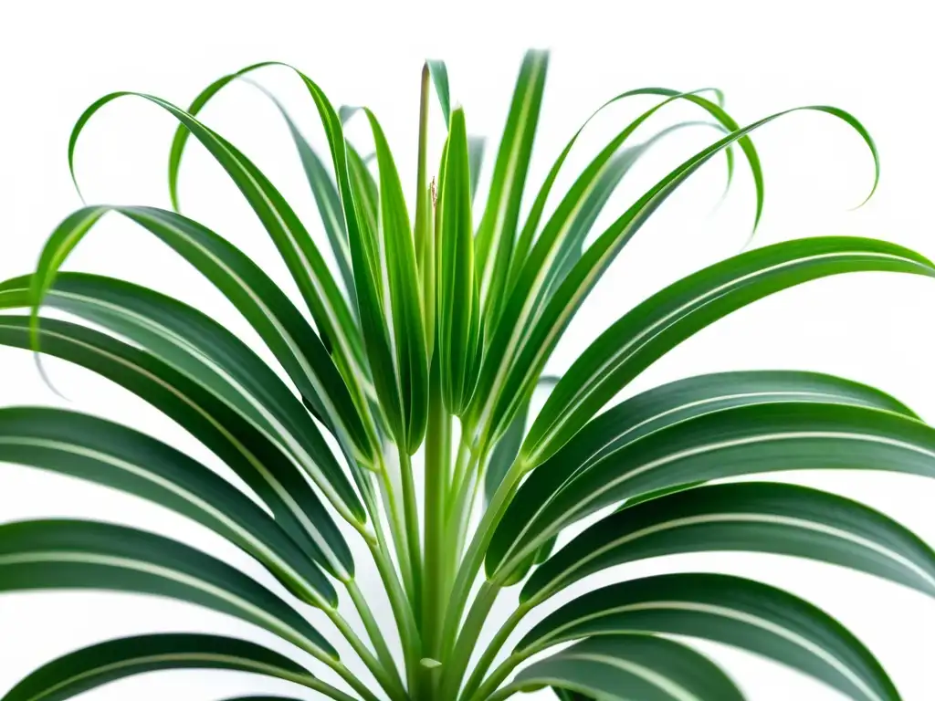 Detalle de planta araña verde con gotas de agua, purificadora de aire en interior