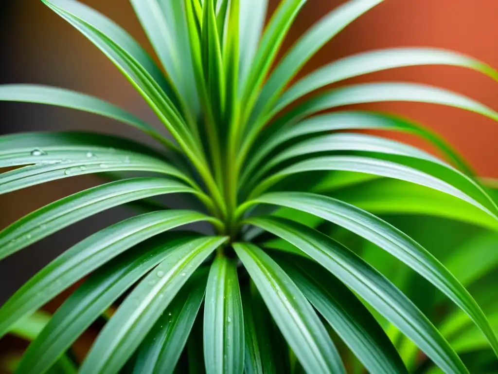 Detalle de planta araña verde con hojas largas y delicadas, con venas translúcidas y gotas de agua