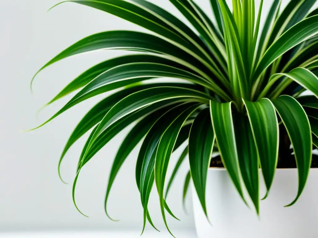 Detalle de planta araña verde en maceta blanca sobre fondo blanco
