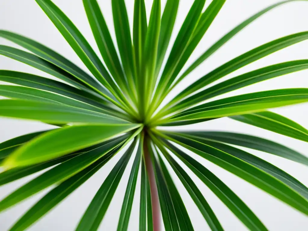 Detalle de una planta araña verde vibrante, resaltando sus patrones y texturas