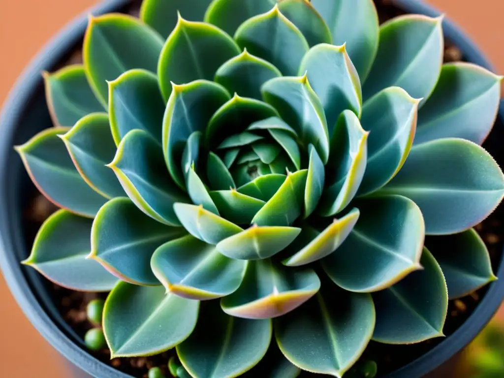 Detalle de suculenta con hijuelos emergentes, destacando su belleza y proceso de propagación